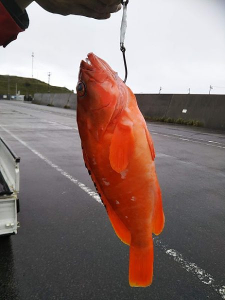 康仁丸・ジギング釣り果